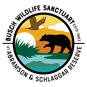 BuschWildlife logo